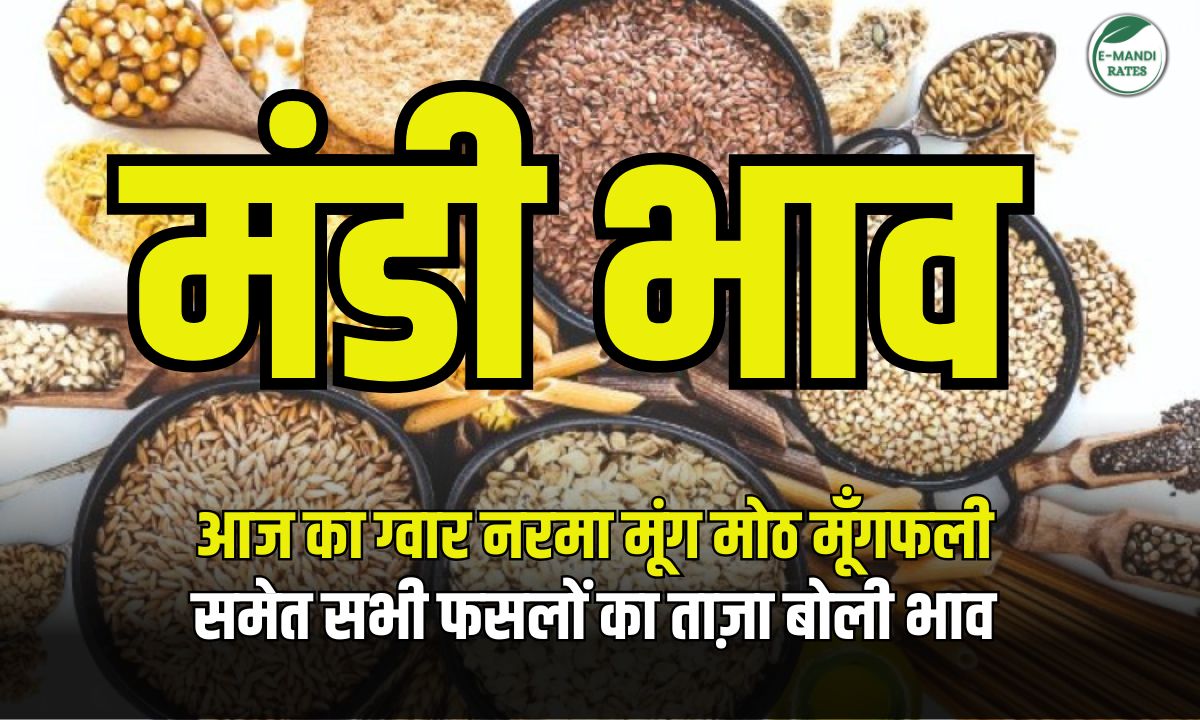 anaj mandi bhav 27 nov 2025