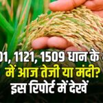 आज के ताज़ा धान भाव – 21 नवम्बर 2025 | हरियाणा, दिल्ली, यूपी व एमपी की प्रमुख मंडियों से पूरी रिपोर्ट