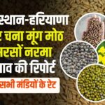 Mandi Bhav 24 Nov- नोहर, ऐलनाबाद, विजयनगर, मेड़ता, नागौर इत्यादि मंडियों के भाव