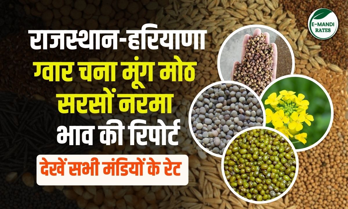 mandi bhav 24 novermber 2025