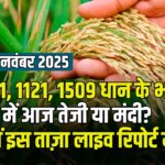 आज के ताज़ा धान भाव – 25 नवम्बर 2025 | 1401, 1121, 1509 इत्यादि किस्मों के प्रमुख मंडियों से रेट की पूरी रिपोर्ट