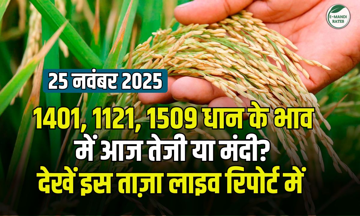 paddy price 25 nov 2025