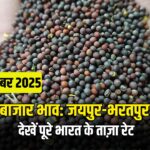 सरसों बाजार में उतार-चढ़ाव: जयपुर-भरतपुर में तेजी, एमपी में दबाव, देखें 22 दिसंबर का भाव