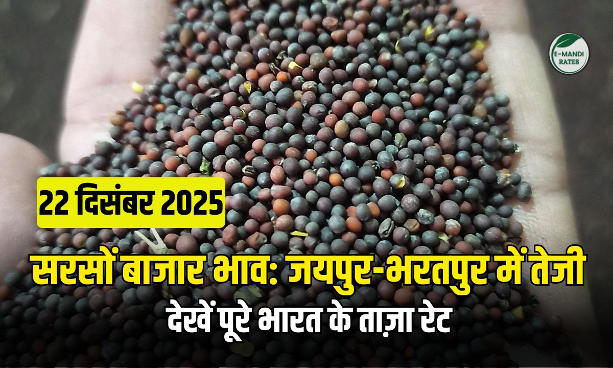 Aaj Ka Sarson Bhav 22 December 2025