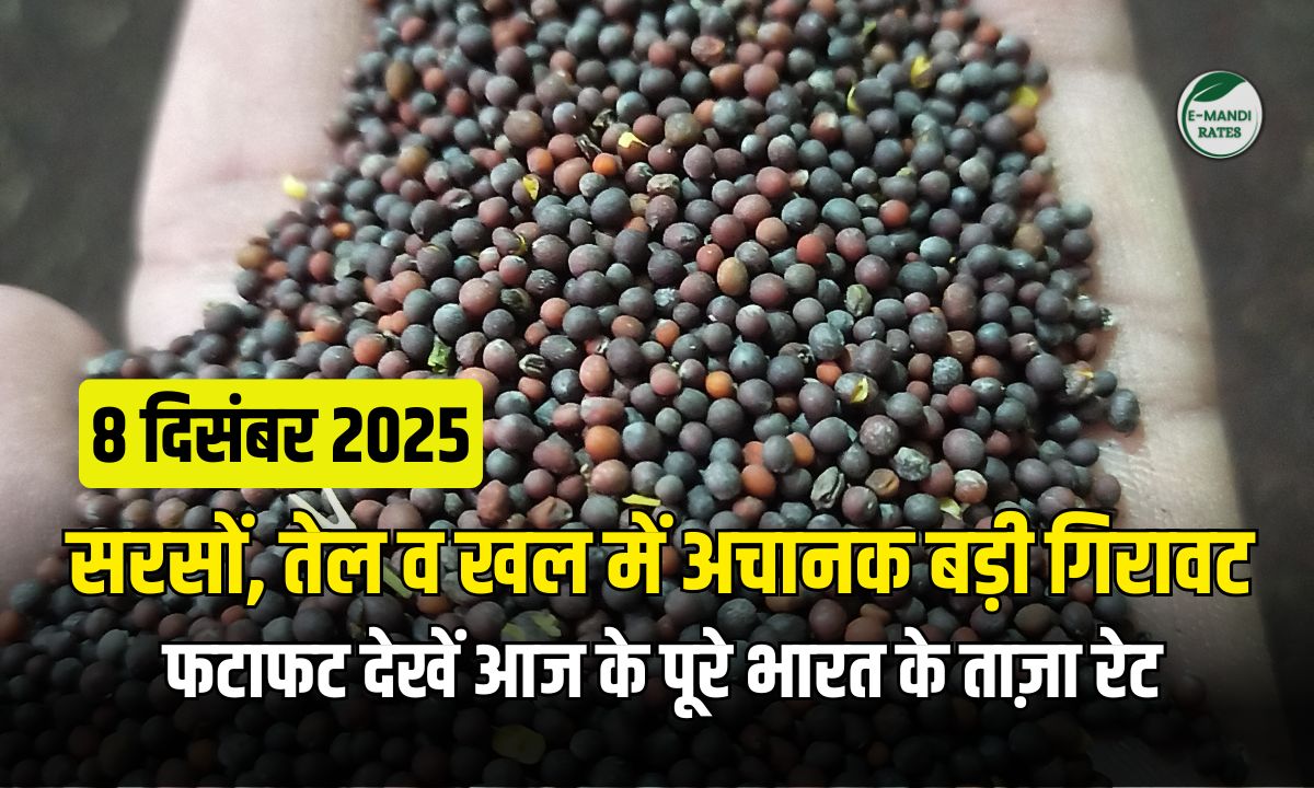 Aaj Ka Sarson Bhav 8 December 2025