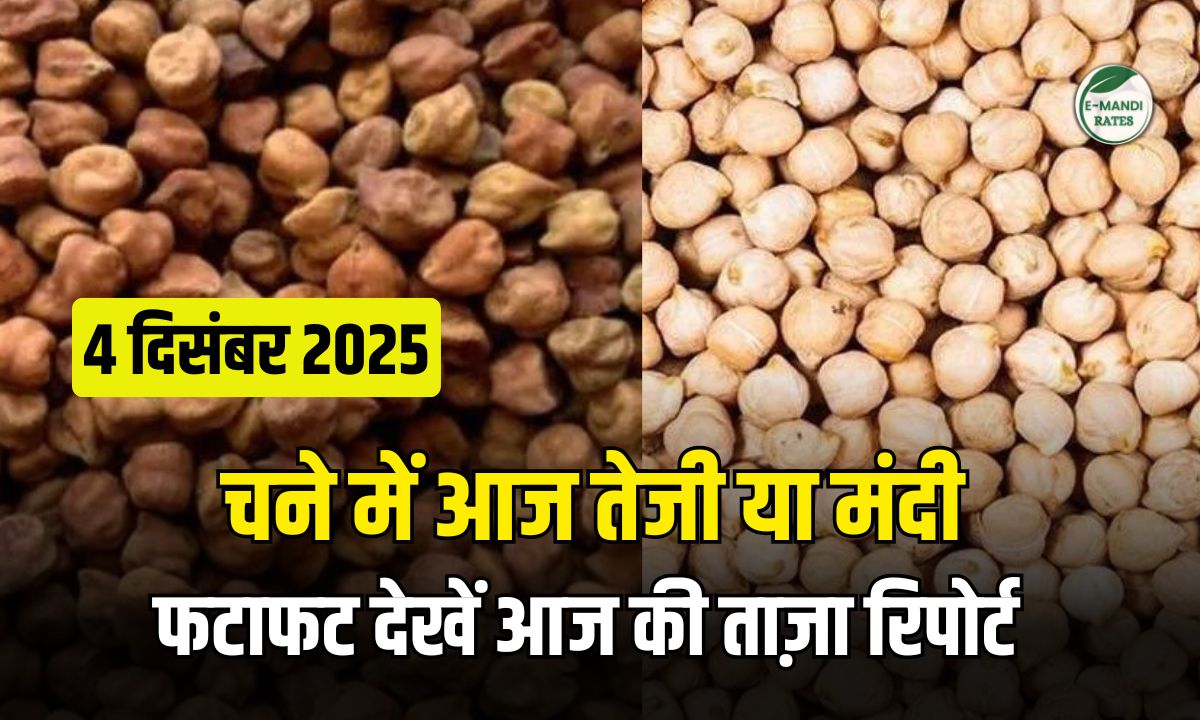 Aaj ka Chana ka Bhav 4 december