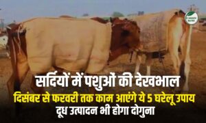 Winter Livestock Care: दिसंबर से फरवरी तक काम आएंगे ये 5 घरेलू उपाय, दूध उत्पादन होगा दोगुना
