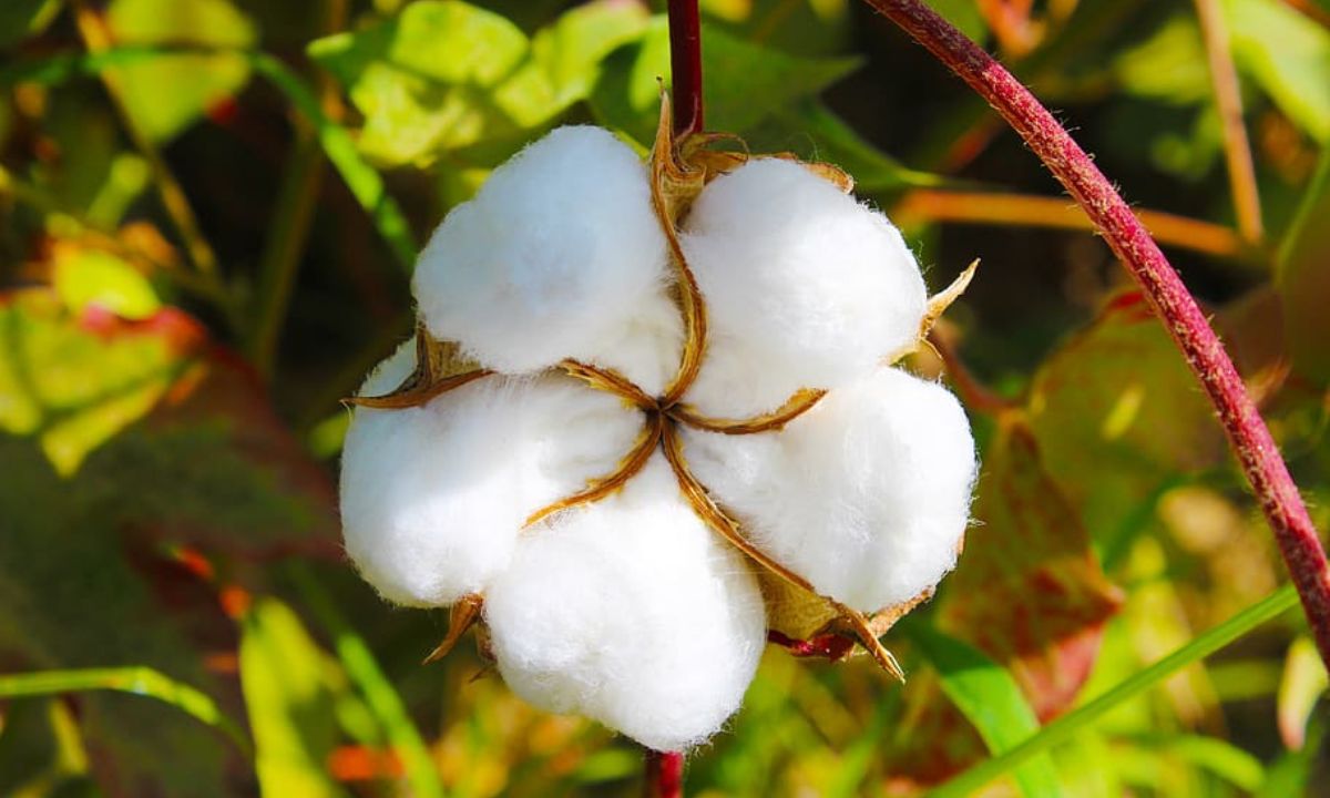 Demand to remove 11% duty on cotton