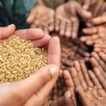 राजस्थान सरकार का बड़ा यू-टर्न: अब राशन से बाहर नहीं होंगे बड़े किसान, जानिए पूरा मामला