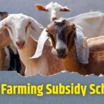 Goat Farming Subsidy- बकरी पालन के लिए सरकार दे रही है 33% तक सब्सिडी, जानिए कैसे उठाएं फायदा