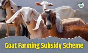 Goat Farming Subsidy- बकरी पालन के लिए सरकार दे रही है 33% तक सब्सिडी, जानिए कैसे उठाएं फायदा