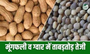 Mandi Bhav – मूंगफली व ग्वार में ताबड़तोड़ तेजी, पढ़े पूरी रिपोर्ट