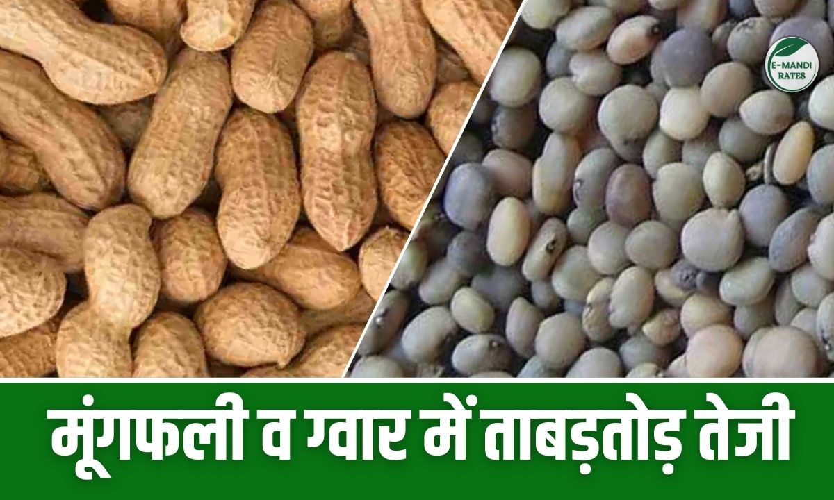 Groundnut & Guar Price Hike