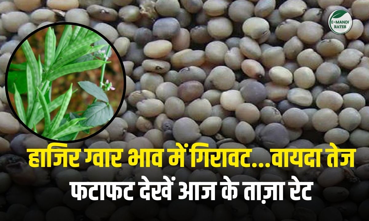 Guar bhav 22 Dec 2025