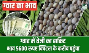 ग्वार का भाव : ग्वार में तेजी का सर्किट, 5600 रुपए क्विंटल के करीब पहुंचा भाव