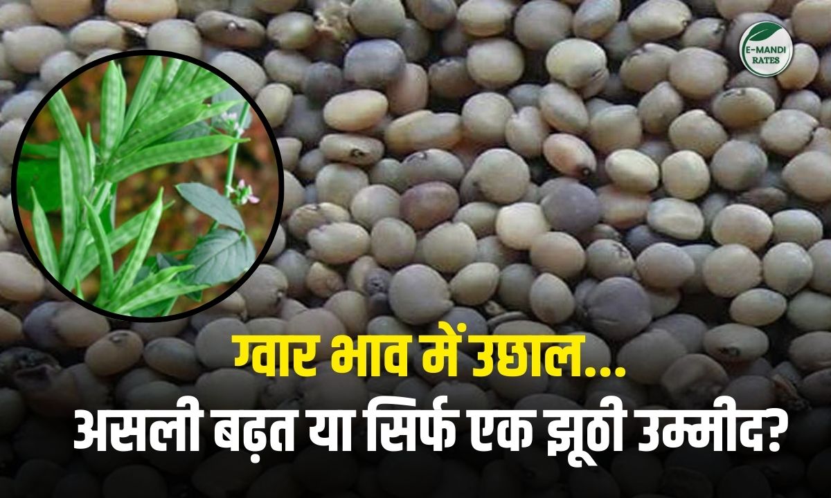 Guar price forecast 2025-26