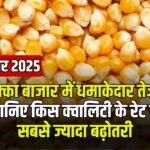 Maize Rates - आज मक्का भाव उछले, प्रीमियम क्वालिटी ₹2275 तक पहुँची – देखें पूरी रेट लिस्ट