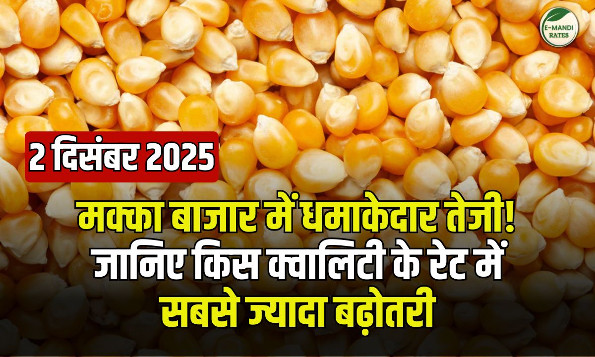 Maize Rate 2 dec 2025