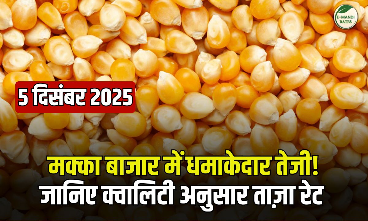 Maize Rates 5 dec 2025