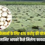 मोदी सरकार का बड़ा तोहफा! मखाना बनेगा ग्लोबल ब्रांड, केंद्र ने दी 476 करोड़ की मंजूरी, ये है पूरा प्लान