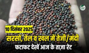 आज के सरसों भाव – 10 दिसंबर 2025 | सरसों, तेल व खल में तेजी या मंदी, देखें पूरी रिपोर्ट