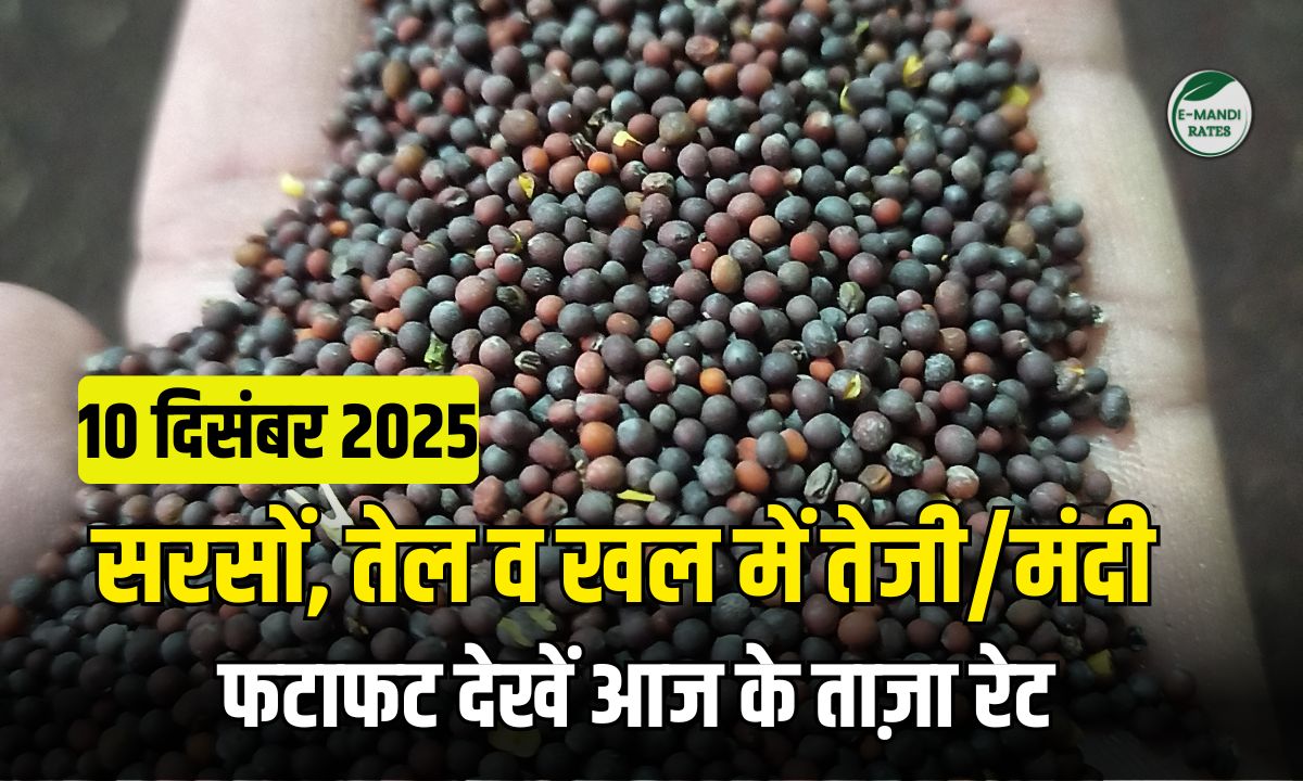 Mustard Price 10 December 2025