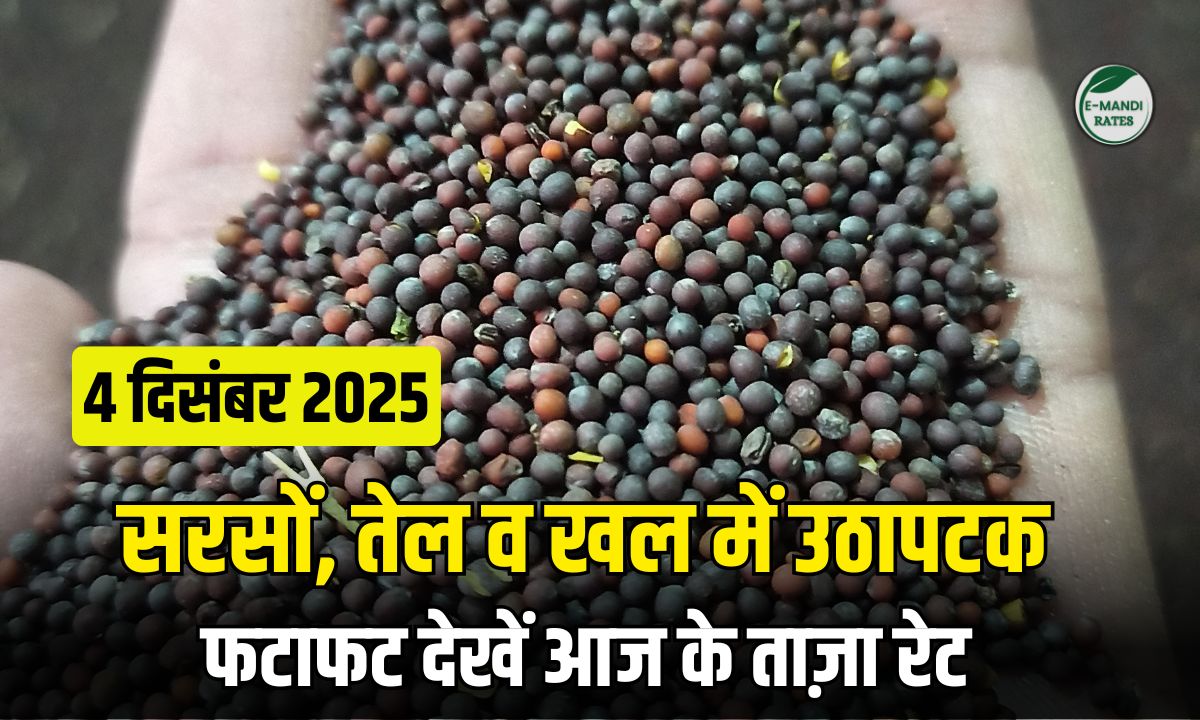 Mustard Price 4 December 2025