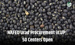 Urad procurement : यूपी के किसानों को उड़द का NAFED से मिलेगा ₹7800/क्विंटल भाव, 50 केंद्र खुलेंगे