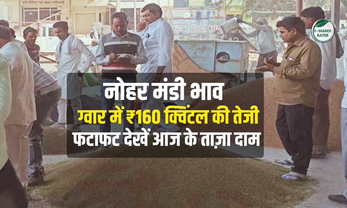 Nohar Mandi Bhav Today 18 December 2025