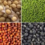 किसानों के लिए अलर्ट: PM AASHA योजना में ₹6000/क्विंटल से ज़्यादा का रेट, लेकिन बिना इस डॉक्युमेंट के पैसा नहीं मिलेगा