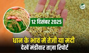धान भाव 12 दिसंबर 2025: आज 1121, 1718, 1509 में कितनी तेजी, देखें मंडीवार ताजा रेट