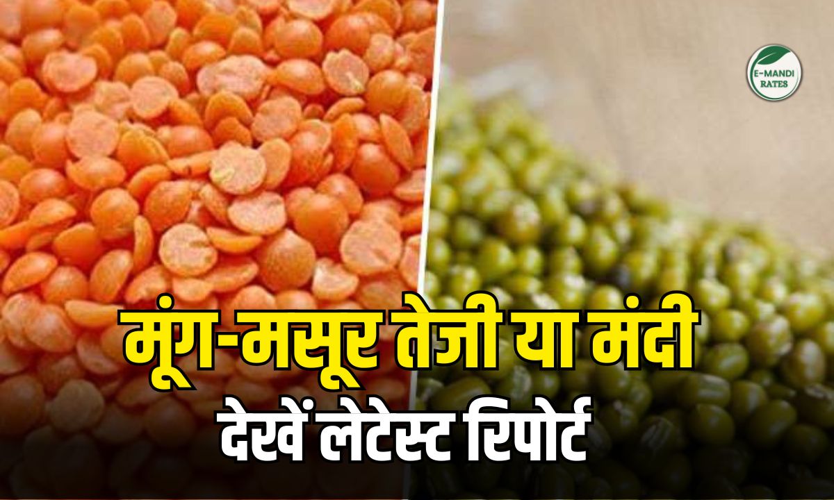 Pulses Market Price Report