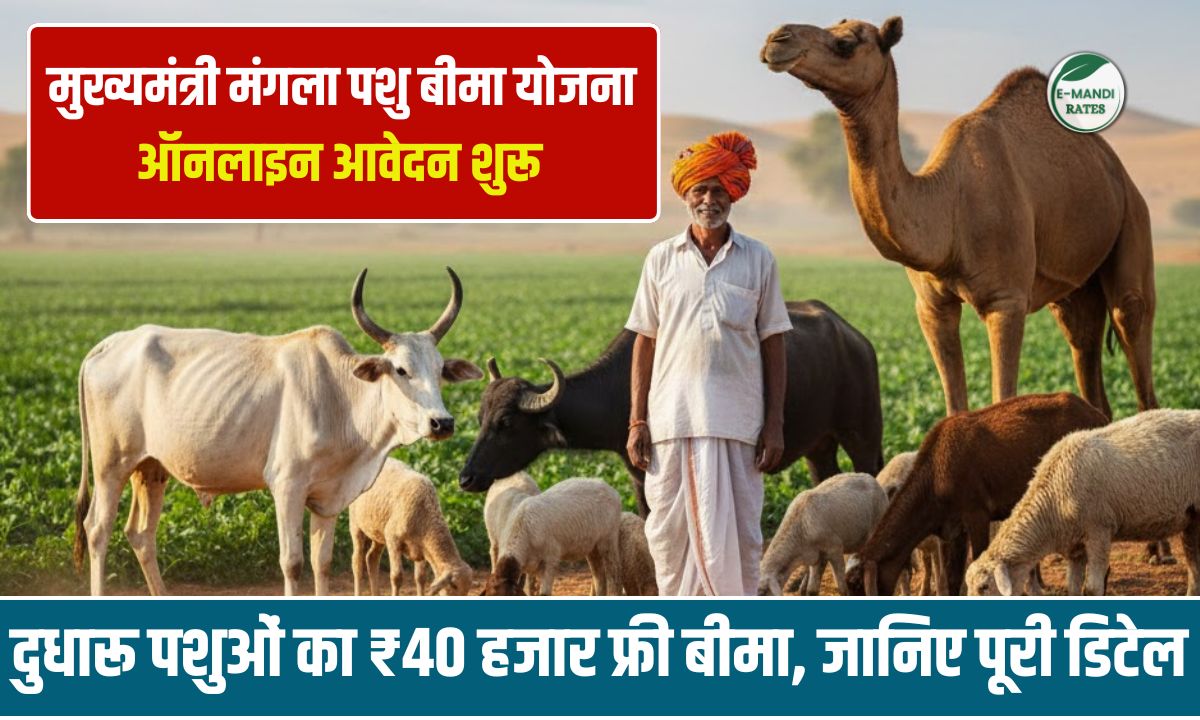 Rajasthan Mukhyamantri Mangla Pashu Bima Yojana