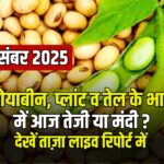 आज के सोयाबीन भाव – 2 दिसंबर 2025 | सोयाबीन, प्लांट व तेल के रेट की पूरी रिपोर्ट