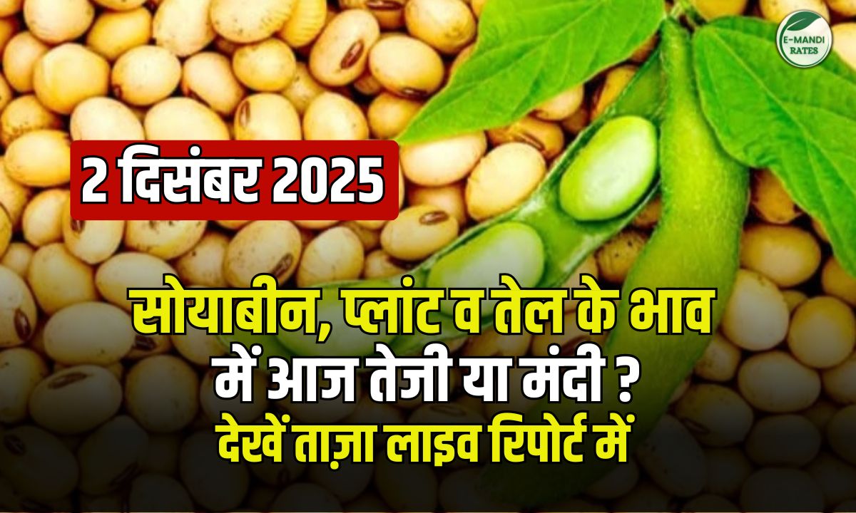 Soybean Price December 2, 2025