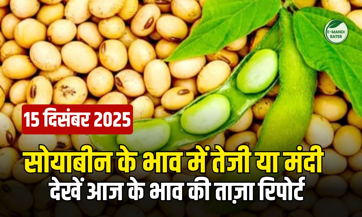 Soybean Price Report