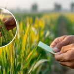 गेहूं की फसल में पीलापन दिखे तो तुरंत करें यह काम, नहीं तो होगा बड़ा नुकसान