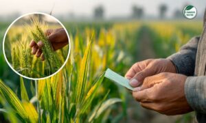 गेहूं की फसल में पीलापन दिखे तो तुरंत करें यह काम, नहीं तो होगा बड़ा नुकसान