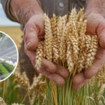Exclusive: गेहूं की बंपर पैदावार का एक्सपर्ट फॉर्मूला—यूरिया नहीं, ये है असली गेम