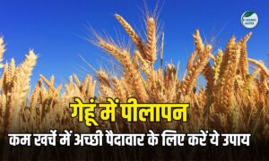 गेहूं में पीलापन दिख रहा है? PAU के एक्सपर्ट्स ने बताए 6 गारंटीड उपाय, कम खर्चे में होगी अच्छी पैदावार