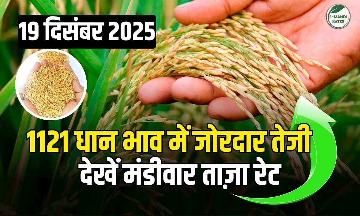 aaj ka 1121 dhan ka bhav 19 dec 2025