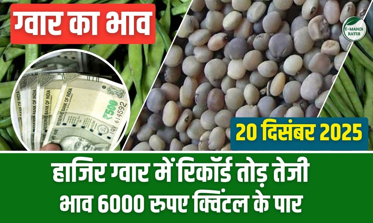 aaj ka guar bhav 20 december 2025