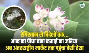 Aak Plant- मारवाड़ का आक का पौधा बना ग्लोबल हॉट-प्रोडक्ट, किसानों और महिलाओं की बढ़ी कमाई