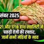 आज धान भाव 13 दिसंबर 2025: 1121-1718-1509 में तेजी या मंदी, देखें मंडीवार रेट