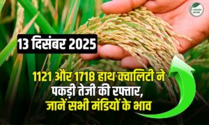 आज धान भाव 13 दिसंबर 2025: 1121-1718-1509 में तेजी या मंदी, देखें मंडीवार रेट