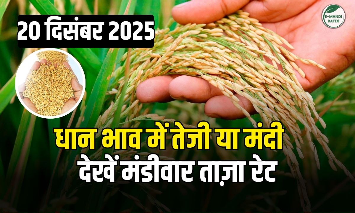 dhan bhav 20 december 2025