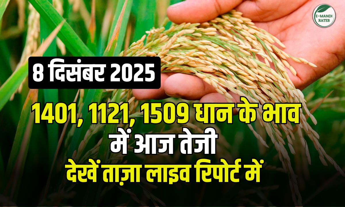 dhan bhav 8 december 2025