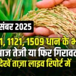 आज के ताजा धान भाव – 9 दिसंबर 2025 | धान में तेजी का सिलसिला जारी, देखें पूरी रिपोर्ट