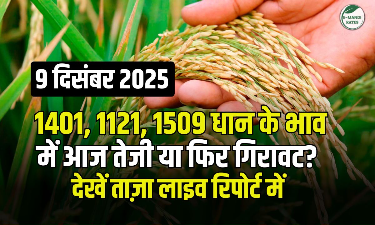 dhan ka bhav 9 december 2025