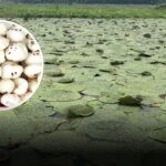 मखाना खेती से लाखों कमाने का मौका! सरकार दे रही प्रशिक्षण और बाजार, जानिए पूरी योजना